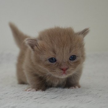 chaton Munchkin Longhair lilac bicolor Arsouille Chatterie de Kalinka