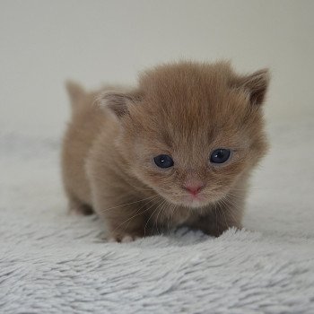 chaton Munchkin Longhair lilac bicolor Arsouille Chatterie de Kalinka