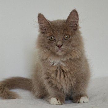 chaton Munchkin Longhair lilac bicolor Arsouille Chatterie de Kalinka