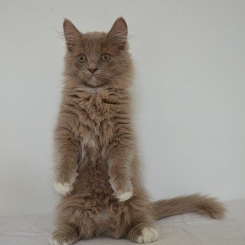 chaton Munchkin Longhair lilac bicolor Arsouille Chatterie de Kalinka