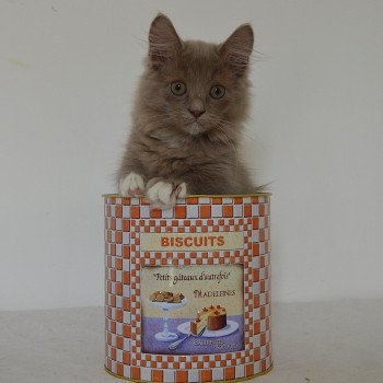 chaton Munchkin Longhair lilac bicolor Arsouille Chatterie de Kalinka