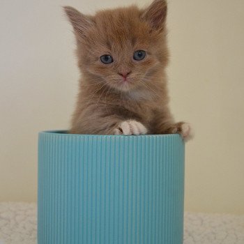 chaton Munchkin Longhair lilac bicolor Arsouille Chatterie de Kalinka