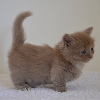 chaton Munchkin Longhair lilac bicolor Arsouille Chatterie de Kalinka