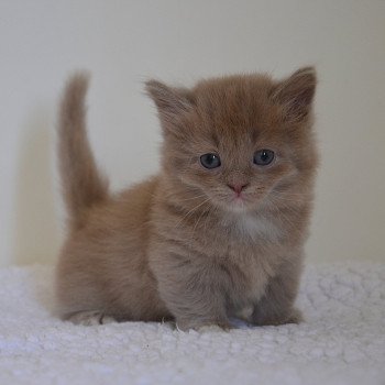 chaton Munchkin Longhair lilac bicolor Arsouille Chatterie de Kalinka