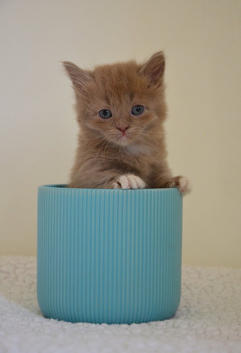 Arsouille De Kalinka Mâle Munchkin Longhair