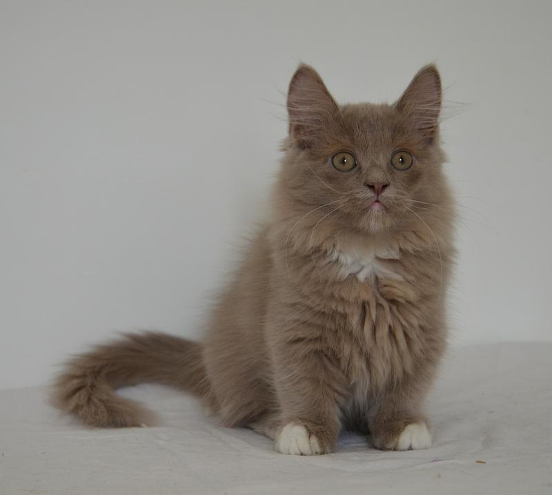 Arsouille De Kalinka Mâle Munchkin Longhair