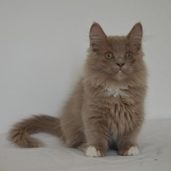 chaton Munchkin Longhair lilac bicolor Arsouille Chatterie de Kalinka
