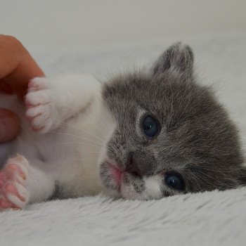 chaton Munchkin Longhair blue bicolor Atchoum Chatterie de Kalinka
