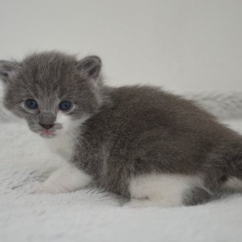 chaton Munchkin Longhair blue bicolor Atchoum Chatterie de Kalinka