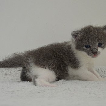 chaton Munchkin Longhair blue bicolor Atchoum Chatterie de Kalinka