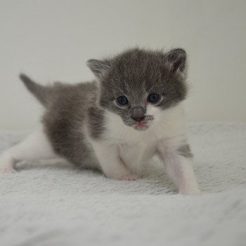chaton Munchkin Longhair blue bicolor Atchoum Chatterie de Kalinka