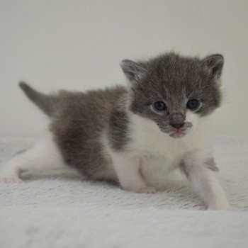chaton Munchkin Longhair blue bicolor Atchoum Chatterie de Kalinka
