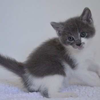 chaton Munchkin Longhair blue bicolor Atchoum Chatterie de Kalinka