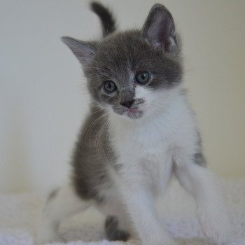 chaton Munchkin Longhair blue bicolor Atchoum Chatterie de Kalinka