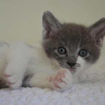 chaton Munchkin Longhair blue bicolor Atchoum Chatterie de Kalinka