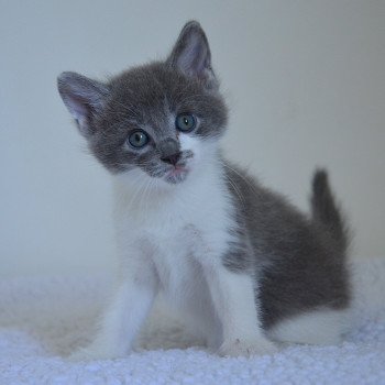 chaton Munchkin Longhair blue bicolor Atchoum Chatterie de Kalinka