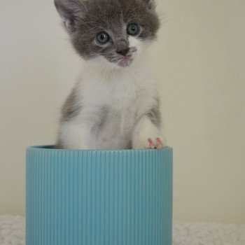 chaton Munchkin Longhair blue bicolor Atchoum Chatterie de Kalinka