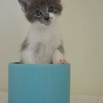 chaton Munchkin Longhair blue bicolor Atchoum Chatterie de Kalinka