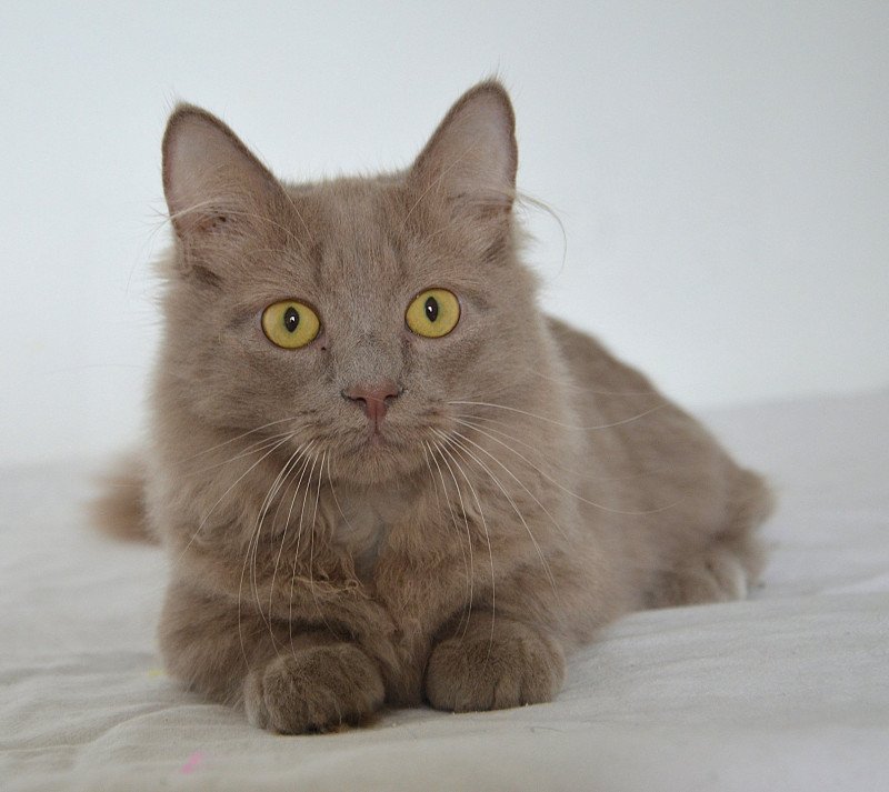 Austin Mâle Munchkin Longhair Austin Mâle Munchkin Longhair