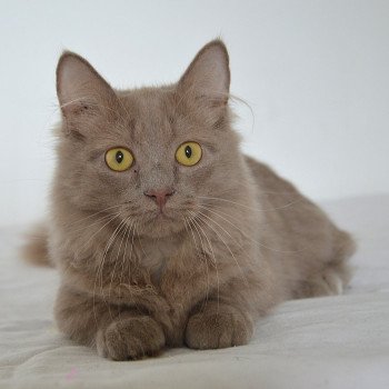 chat Munchkin Longhair lilac Austin Chatterie de Kalinka chat Munchkin Longhair lilac Austin Chatterie de Kalinka