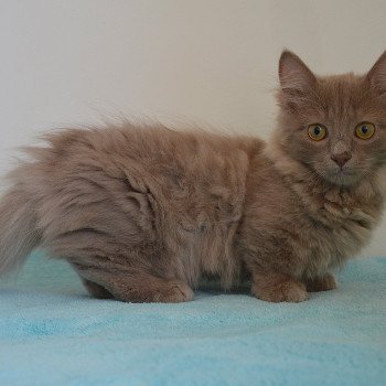 chat Munchkin Longhair lilac Austin Chatterie de Kalinka chat Munchkin Longhair lilac Austin Chatterie de Kalinka