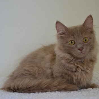 chat Munchkin Longhair lilac Austin Chatterie de Kalinka chat Munchkin Longhair lilac Austin Chatterie de Kalinka