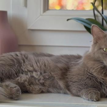 chat Munchkin Longhair lilac Austin Chatterie de Kalinka