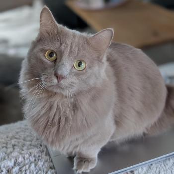 chat Munchkin Longhair lilac Austin Chatterie de Kalinka