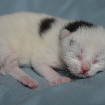 chaton Munchkin Longhair point Azrael Chatterie de Kalinka chaton Munchkin Longhair point Azrael Chatterie de Kalinka
