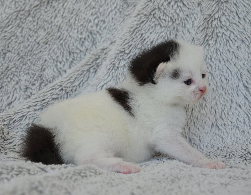 Azrael De Kalinka Mâle Munchkin Longhair Azrael De Kalinka Mâle Munchkin Longhair