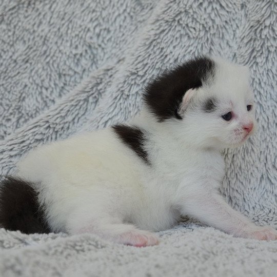 Azrael De Kalinka Mâle Munchkin Longhair