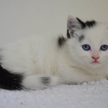 chaton Munchkin Longhair point Azrael Chatterie de Kalinka