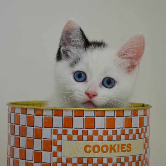 Azrael De Kalinka Mâle Munchkin Longhair