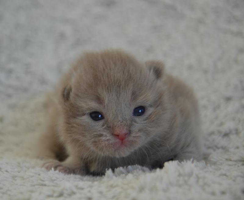 Baggy De Kalinka Mâle Munchkin Longhair