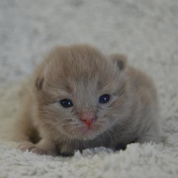 chaton Munchkin Longhair lilac Baggy de Kalinka Chatterie de Kalinka