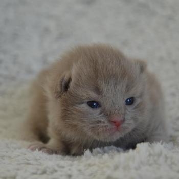 chaton Munchkin Longhair lilac Baggy de Kalinka Chatterie de Kalinka