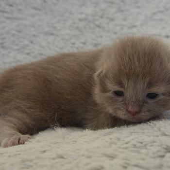 chaton Munchkin Longhair lilac Baggy de Kalinka Chatterie de Kalinka