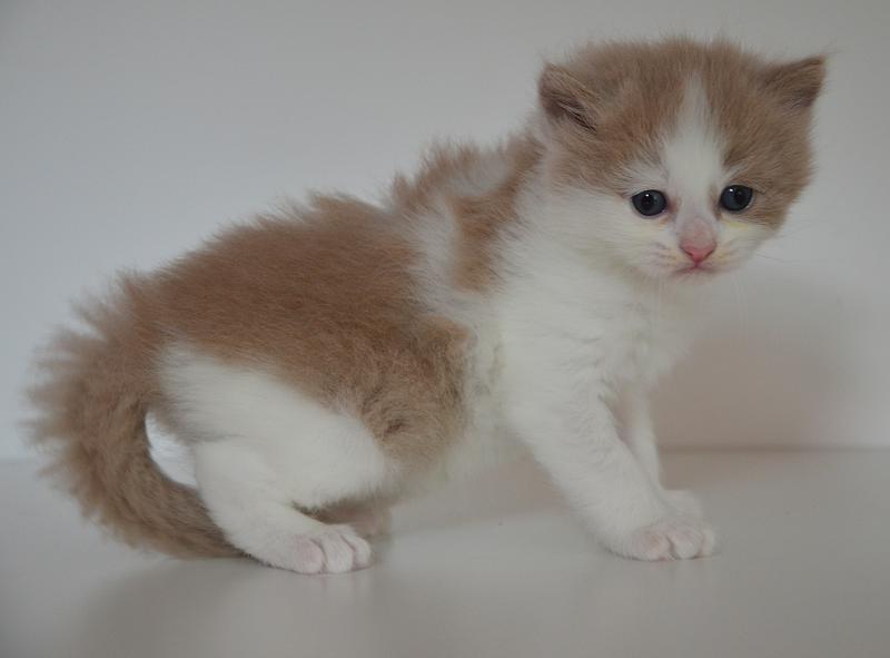 Baileys De Kalinka Mâle Munchkin Longhair