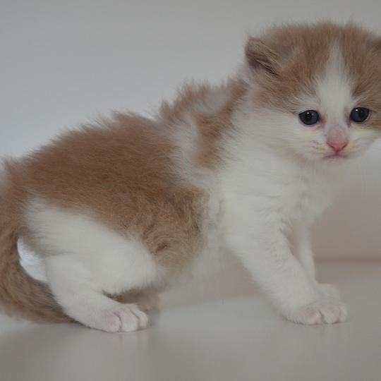 Baileys De Kalinka Mâle Munchkin Longhair