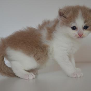 chaton Munchkin Longhair lilac bicolor Baileys Chatterie de Kalinka