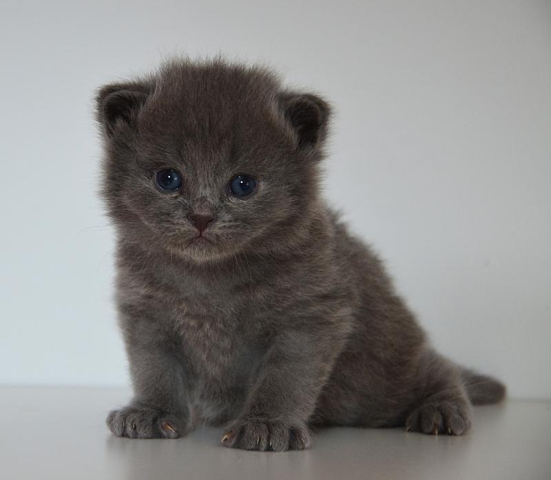 Barnabé De Kalinka Mâle Munchkin Longhair