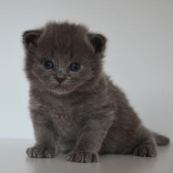 chaton Munchkin Longhair blue Barnabé Chatterie de Kalinka