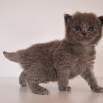 chaton Munchkin Longhair blue Barnabé Chatterie de Kalinka