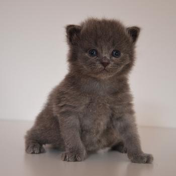 chaton Munchkin Longhair blue Barnabé Chatterie de Kalinka