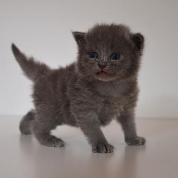 chaton Munchkin Longhair blue Barnabé Chatterie de Kalinka