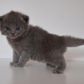 chaton Munchkin Longhair blue Barnabé Chatterie de Kalinka