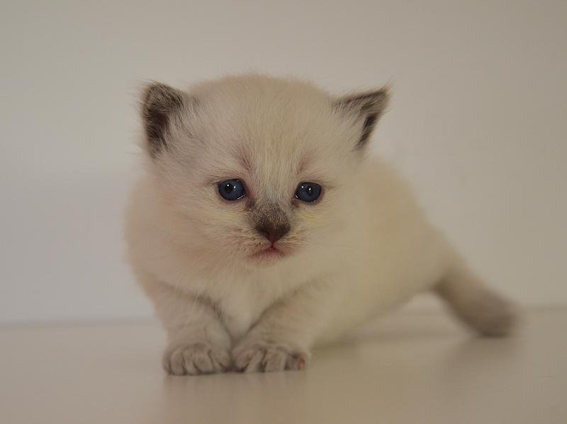 Barthelemy De Kalinka Mâle Munchkin Longhair