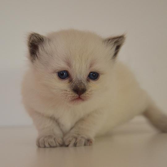 Barthelemy De Kalinka Mâle Munchkin Longhair
