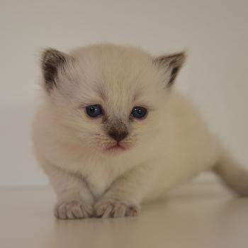 chaton Munchkin Longhair blue point Barthelemy Chatterie de Kalinka