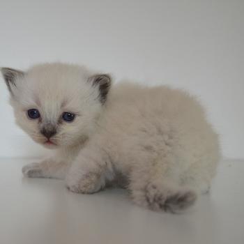 chaton Munchkin Longhair blue point Barthelemy Chatterie de Kalinka